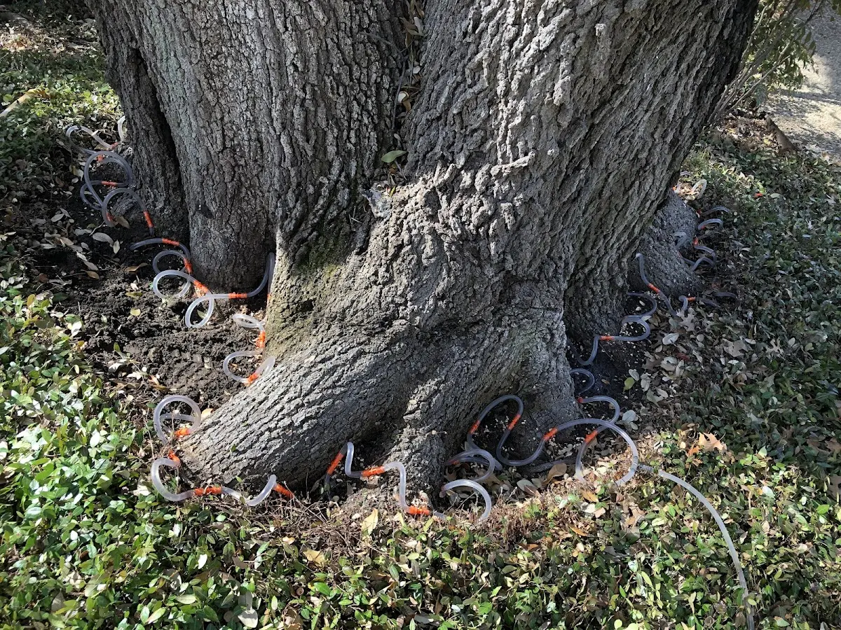 Detailed Tree Cabling and Bracing job site in Luna Pier
