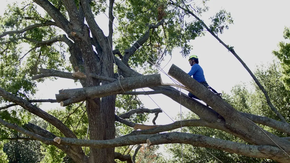 Professional Crown Thinning performed by certified arborists in Luna Pier