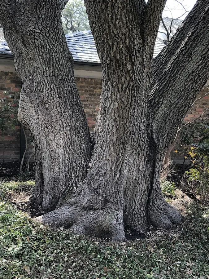 Mature heritage tree close to a Luna Pier property cared for by certified arborists